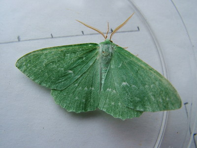 Large Emerald